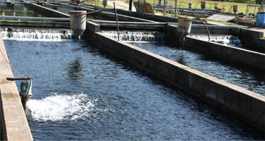 Several outdoor aquaculture raceways